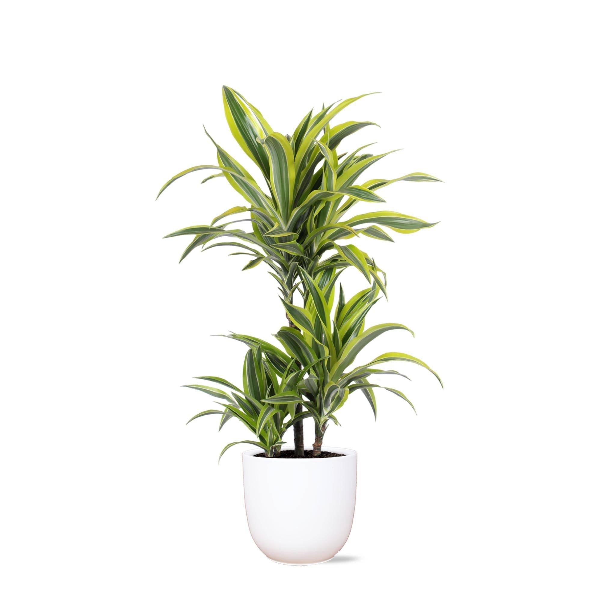 La Green Touch - Dracaena Lemon Lime et son pot- La Green Touch Blanc - Hauteur 65cm