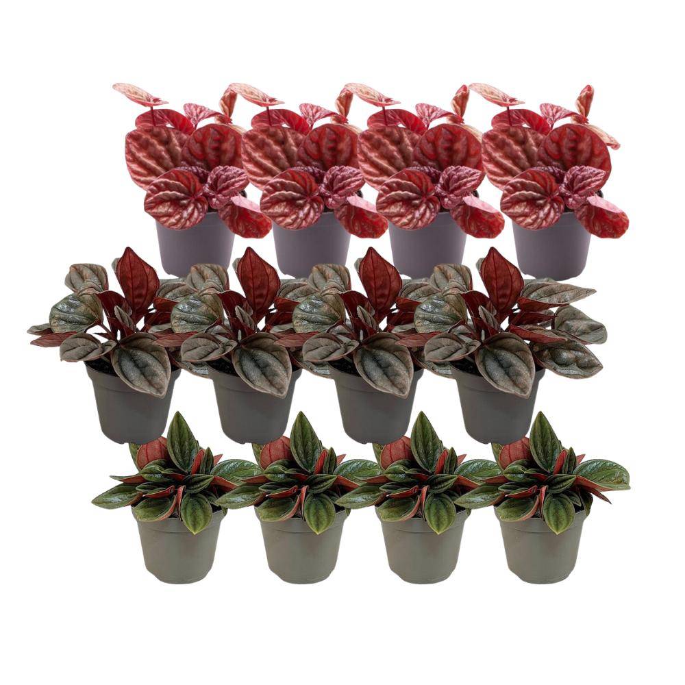Coffret Peperomia - Lot de 12 plantes 12cm - Plante d'intérieur- La Green Touch - Image 1
