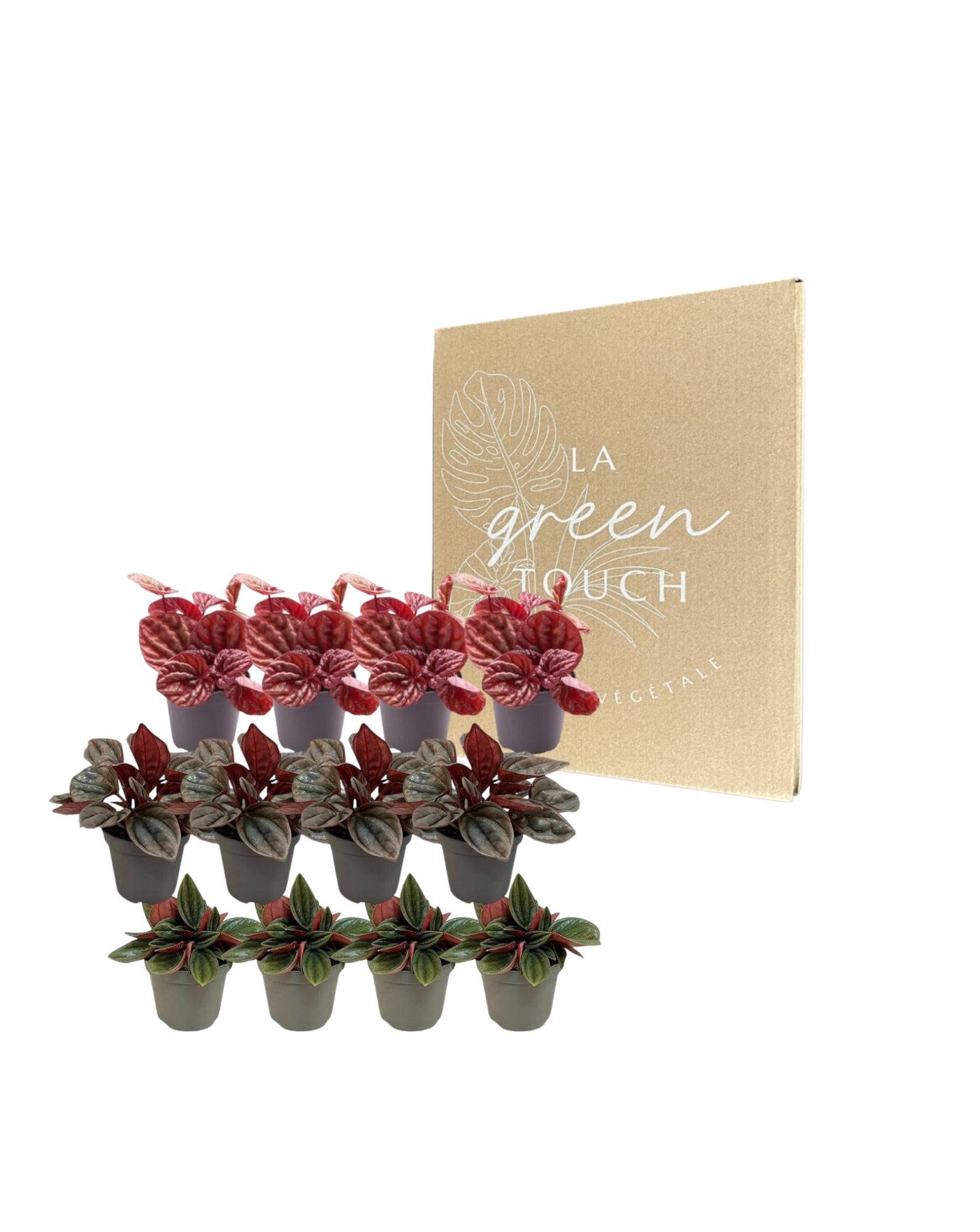 Coffret Peperomia - Lot de 12 plantes 12cm - Plante d'intérieur- La Green Touch - Image 2