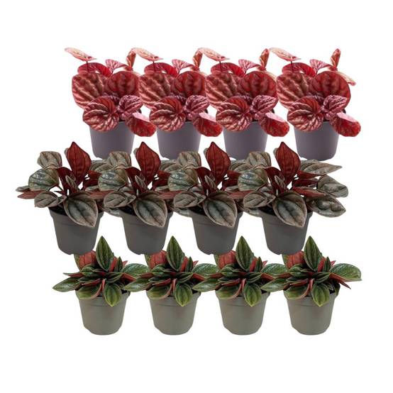 Coffret Peperomia - Lot de 12 plantes 12cm - Plante d'intérieur- La Green Touch - Image 3