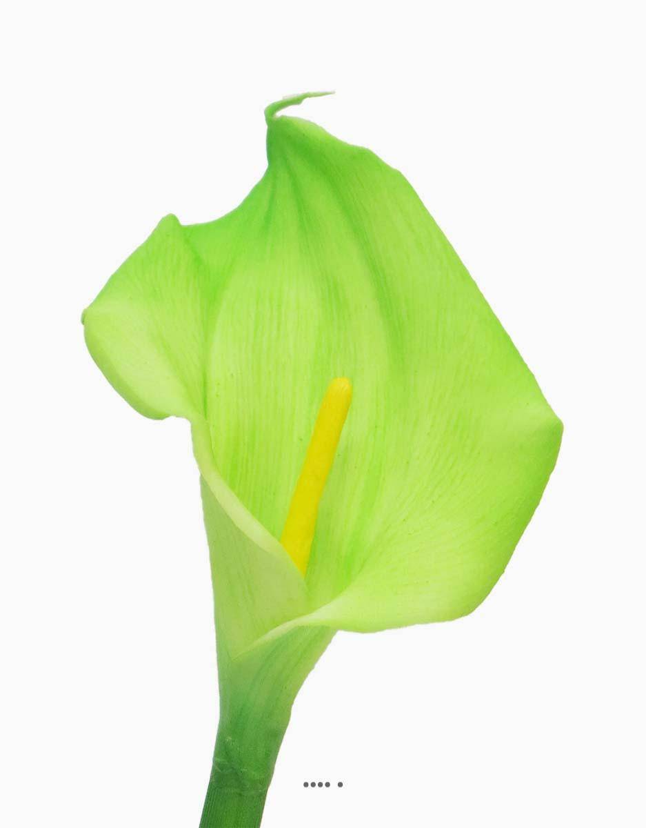 Arum calla artificiel, fleur touché réel, H 55 cm, Vert été - BEST - couleur: Vert été - Image 4