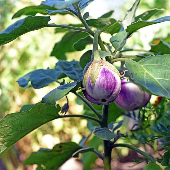 Promesse de Fleurs - Aubergine Rotonda Bianca di Sfumata - Solanum melongena le sachet de 200 graines environ (1g)
