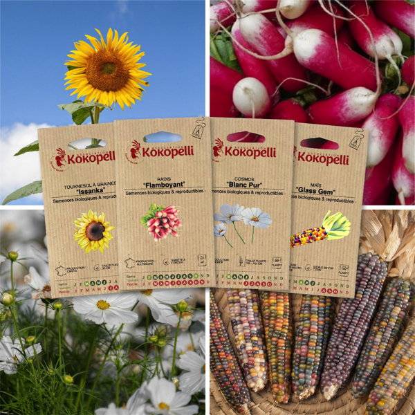 Potager d'enfant - 4 sachets de graines bio à semer- Association Kokopelli - Imagen 1