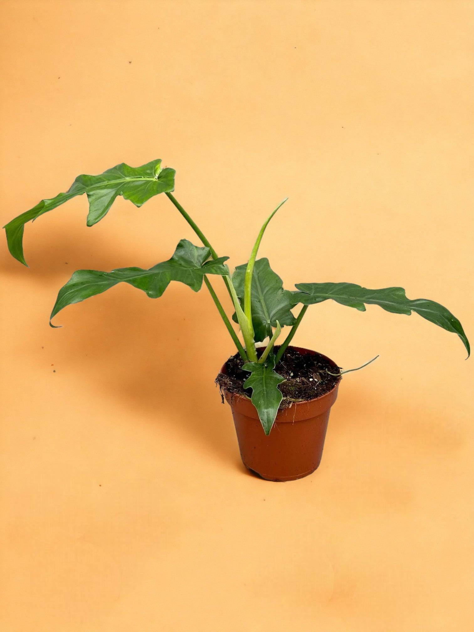 Philodendron Bob Cee- La Green Touch - Jardiland