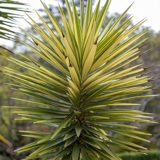 Yucca aloifolia Variegata - Yucca à feuilles d'Aloès Pot de 1L/1,5L