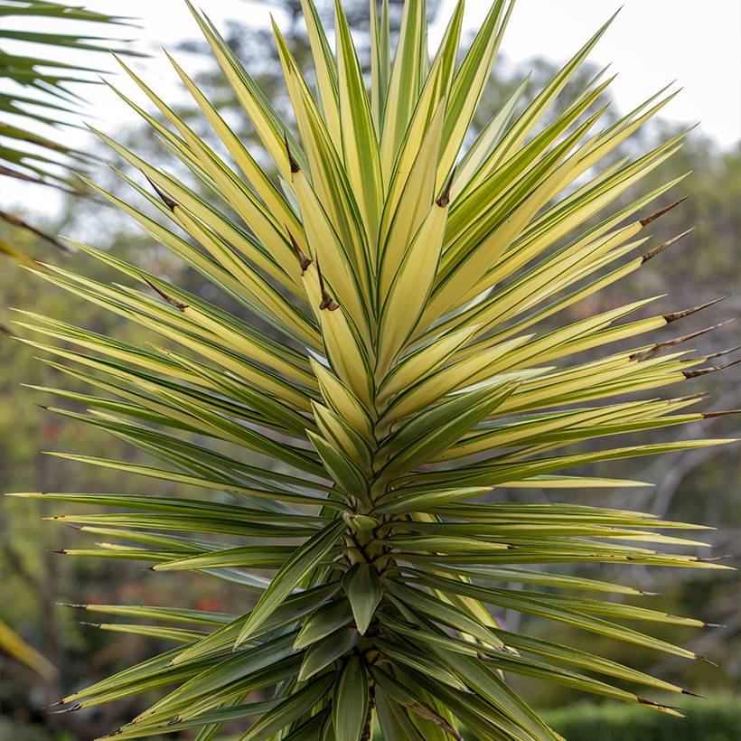 Yucca aloifolia Variegata - Yucca à feuilles d'Aloès Pot de 1L/1,5L
