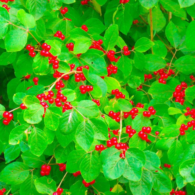 10 Chèvrefeuilles des haies (Lonicera Xylosteum) - Haie de Chèvrefeuille des haies -  - Pépinières Naudet - Imagen 2