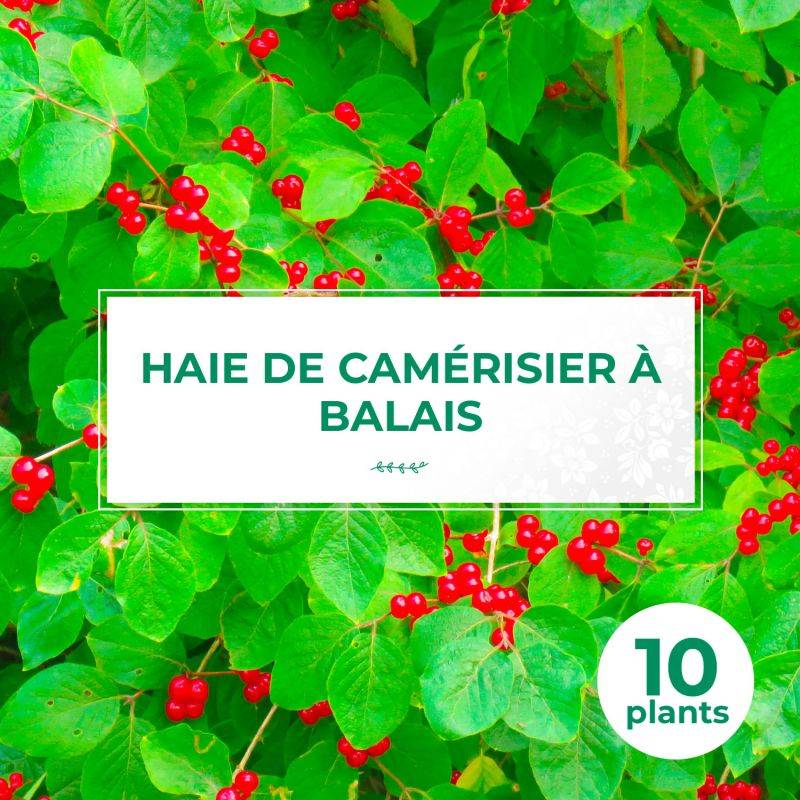 10 Chèvrefeuilles des haies (Lonicera Xylosteum) - Haie de Chèvrefeuille des haies -  - Pépinières Naudet - Imagen 1