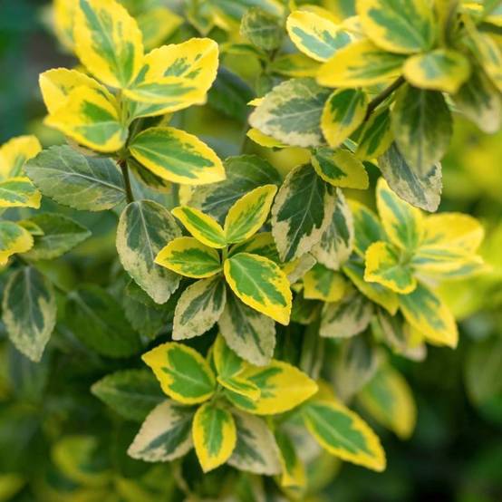 Fusain de Fortune 'Emerald Gold' (Euonymus fortunei 'Emerald'n Gold') - Godet - Taille 13/25cm - Pépinières Naudet - Image 1