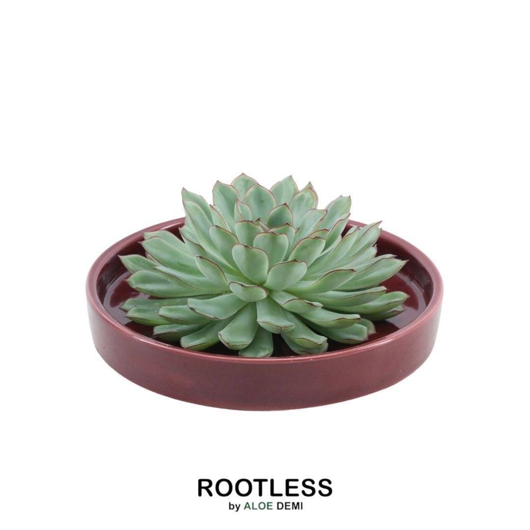 La Green Touch - Echeveria Pulidonis Sans Racines- La Green Touch - Imagen 1