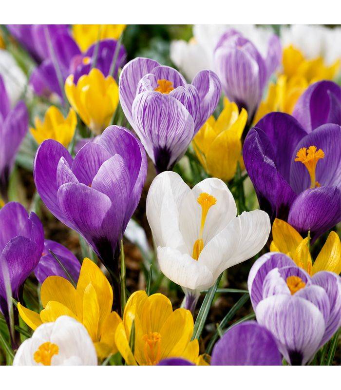 Crocus Vernus Sgaravatti 8 bulbes en mélange, floraison précoce idéale en massif, pot et fleur coupée - 618025 - Image 1
