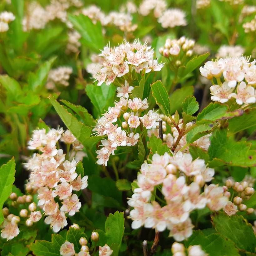 Physocarpus opulifolius Little Greeny - Physocarpe nain Godet de 8/9 cm