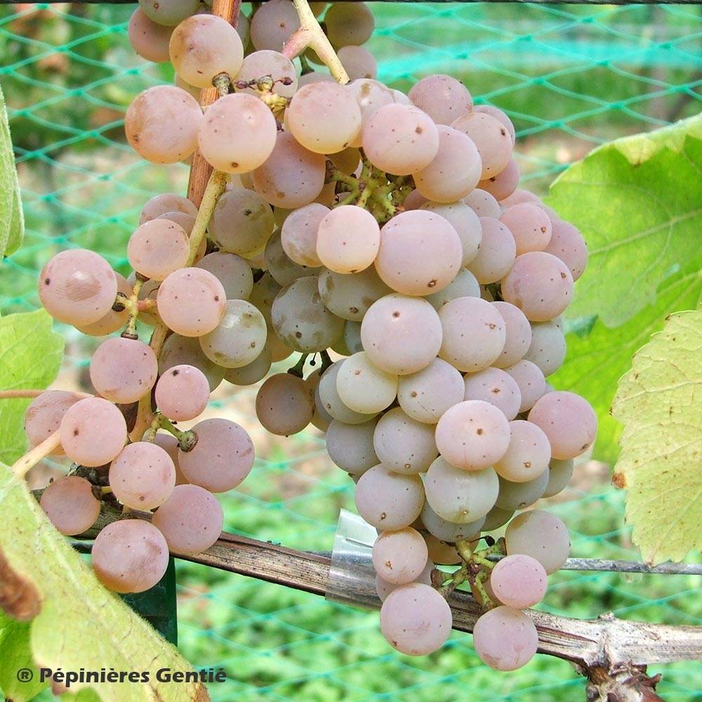 Vigne Pied de Perdrix Pot de 2L/3L