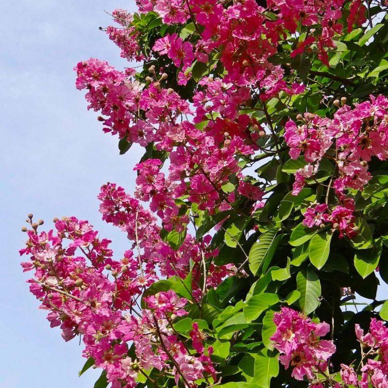 Lilas des Indes 'Red Imperator' (Lagerstroemia Indica) - Godet - Taille 15/30cm - Pépinières Naudet - Imagen 1