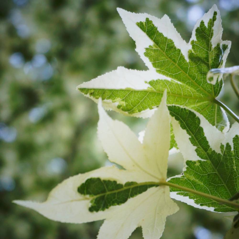 Copalme d'Amérique Silver King, Liquidambar - Pot de 15L - Baliveau - Image 1