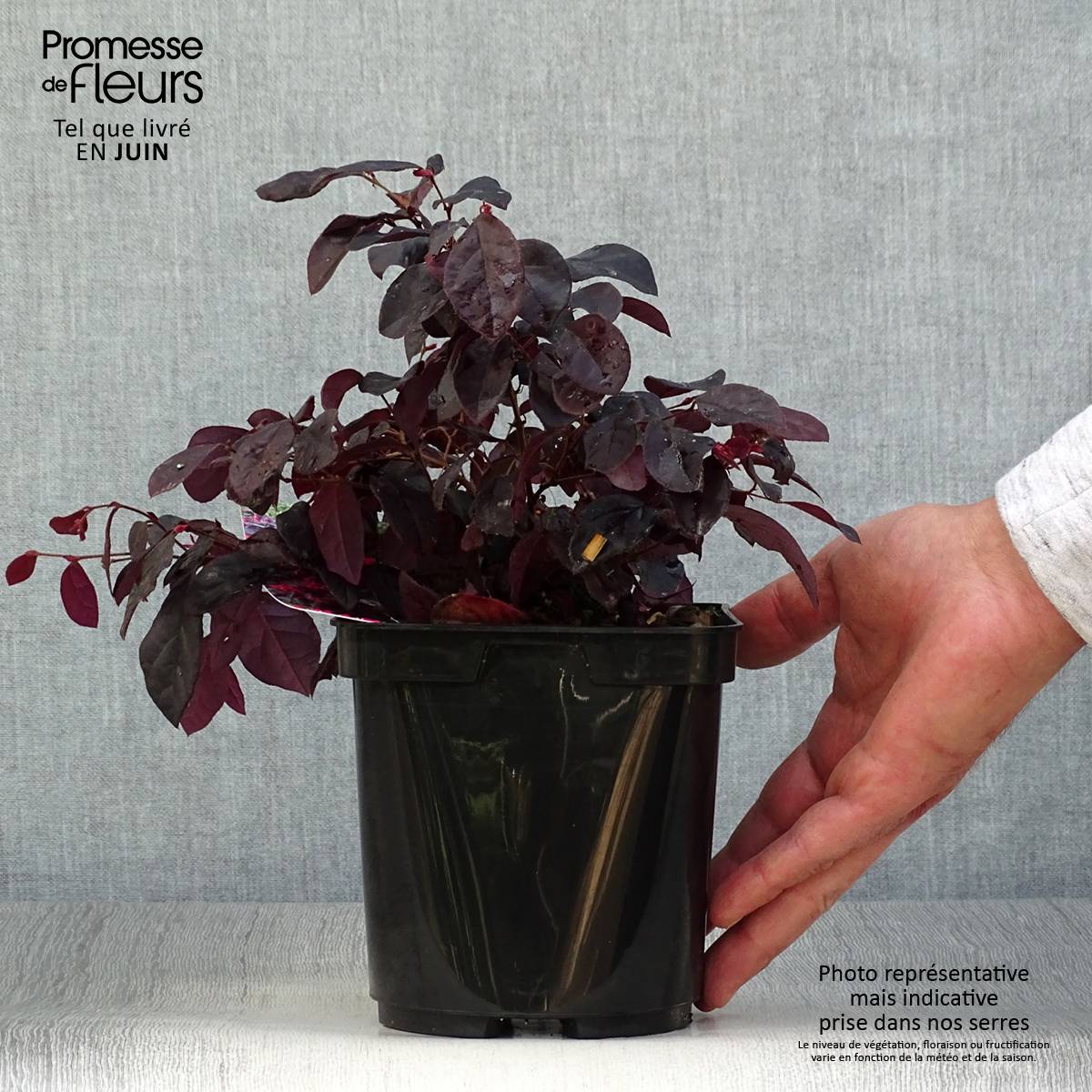 Loropetalum chinense Black Pearl Pot de 1,5L/2L - Image 2