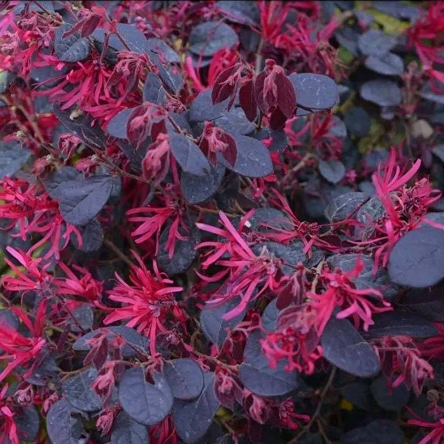 Loropetalum chinense Black Pearl Pot de 1,5L/2L - Image 1