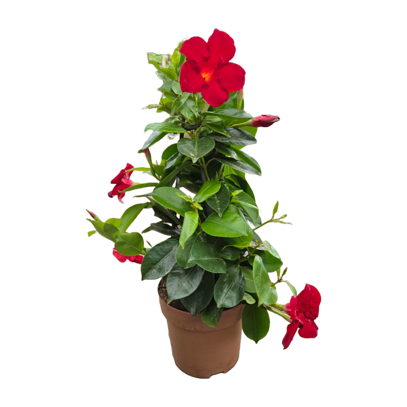 Dipladénia Mandevilla pyramide rouge pot 15 cm