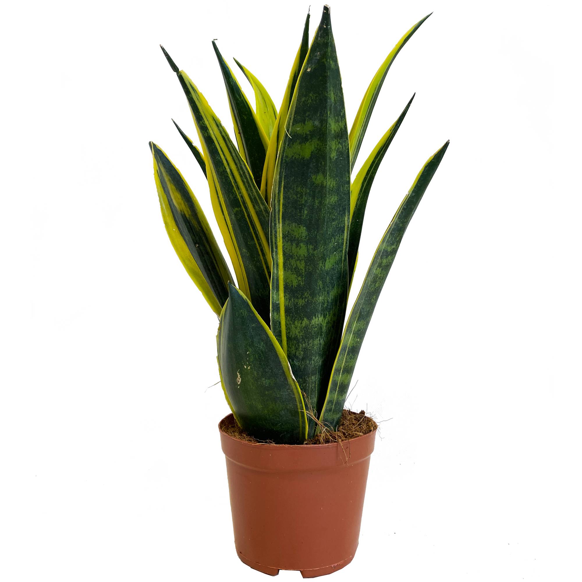 Gardenersdream - Sansevieria Golden Flame Plante D’Intérieur Pour La Maison Ou Le Bureau (De 30 À 40 Cm Pot Inclus) - GardenersDream - Imagen 1