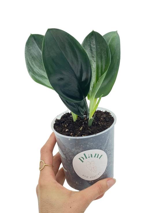 Scindapsus Treubii Dark Form - Pot de 12cm - Plantes d'intérieur - Image 4