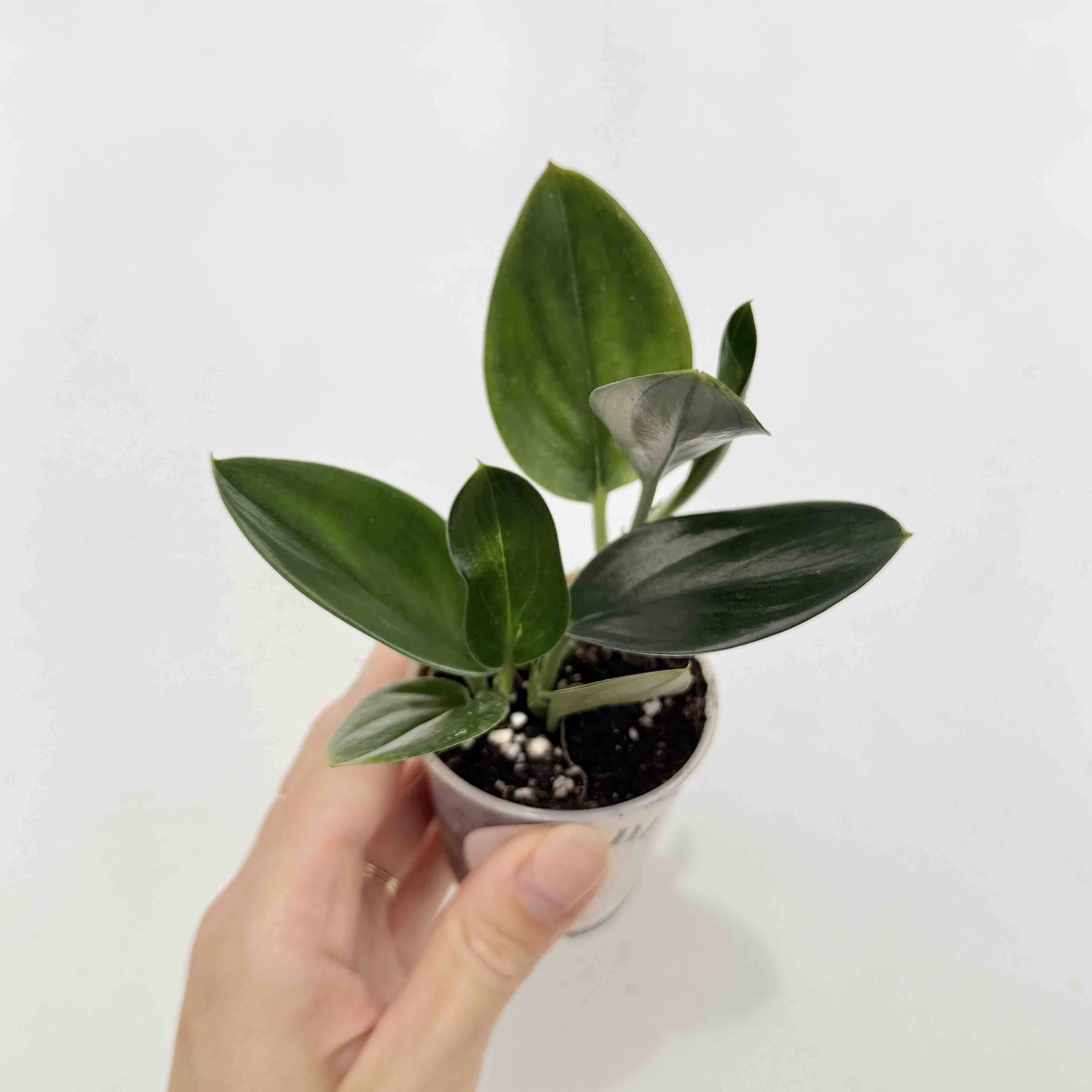 Scindapsus Treubii Dark Form - Pot de 12cm - Plantes d'intérieur - Image 3