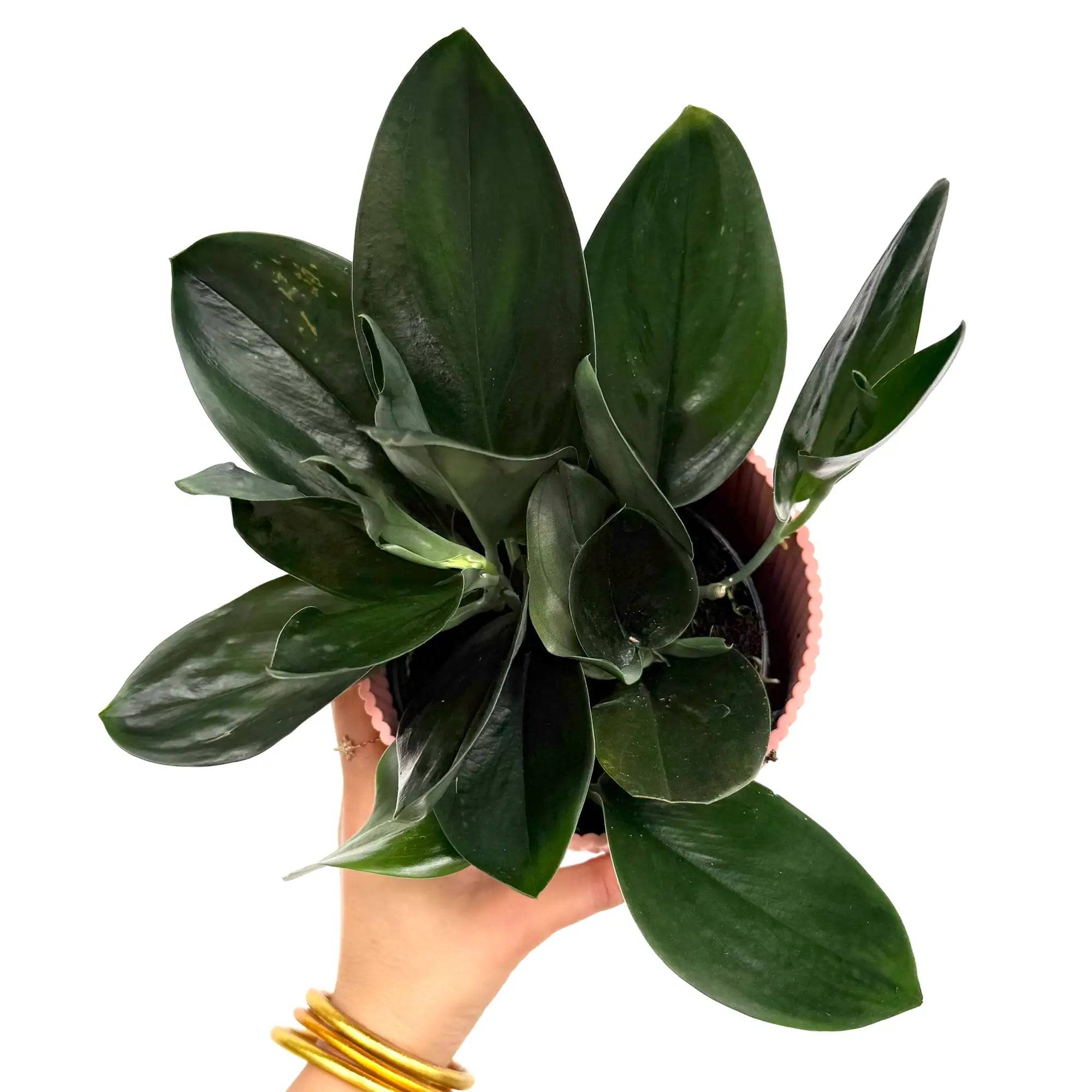 Scindapsus Treubii Dark Form - Pot de 12cm - Plantes d'intérieur