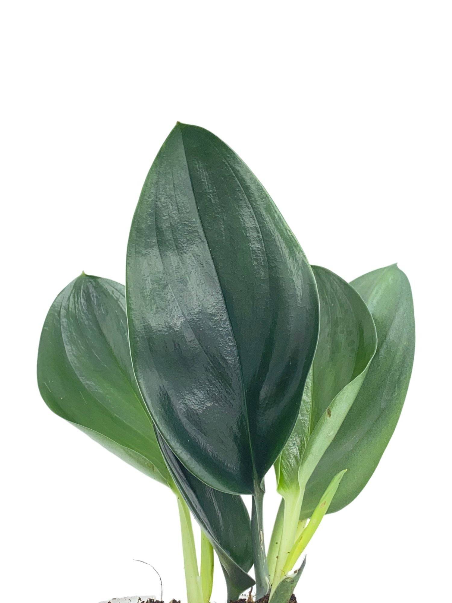Scindapsus Treubii Dark Form - Pot de 12cm - Plantes d'intérieur - Image 5