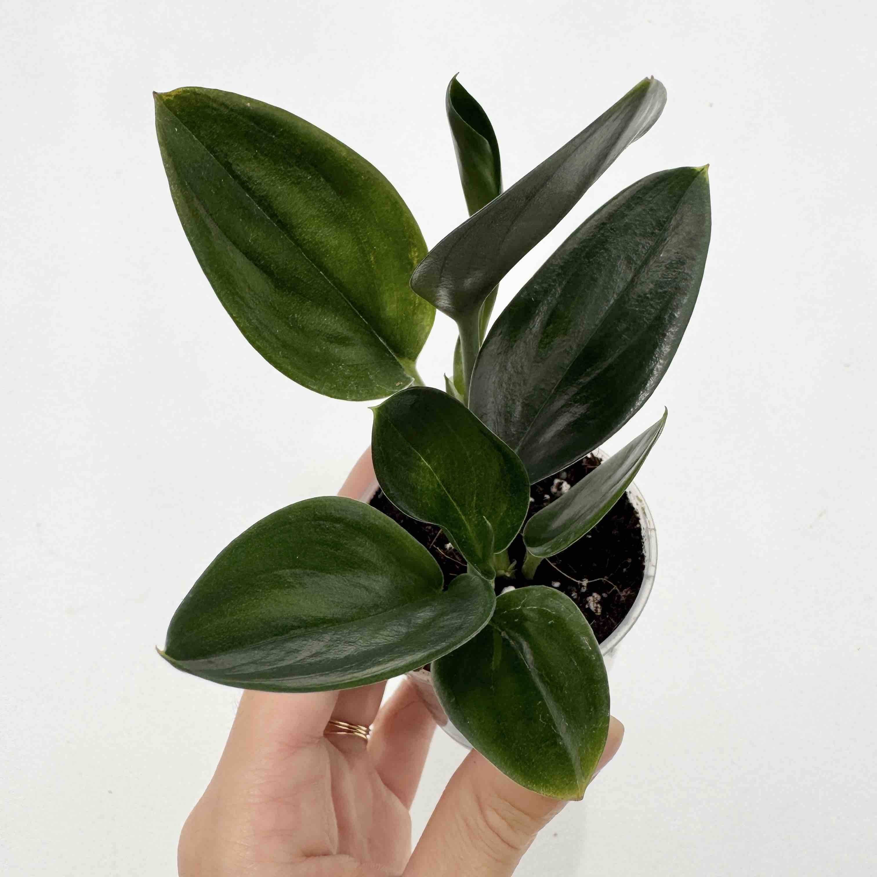 Scindapsus Treubii Dark Form - Pot de 12cm - Plantes d'intérieur - Image 6