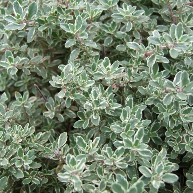 Thym citron Silver Queen à fleurs Rose - feuillage Persistant - Godet - 5/20 cm-  hauteur à maturité Moins de 0,15 m - Imagen 1