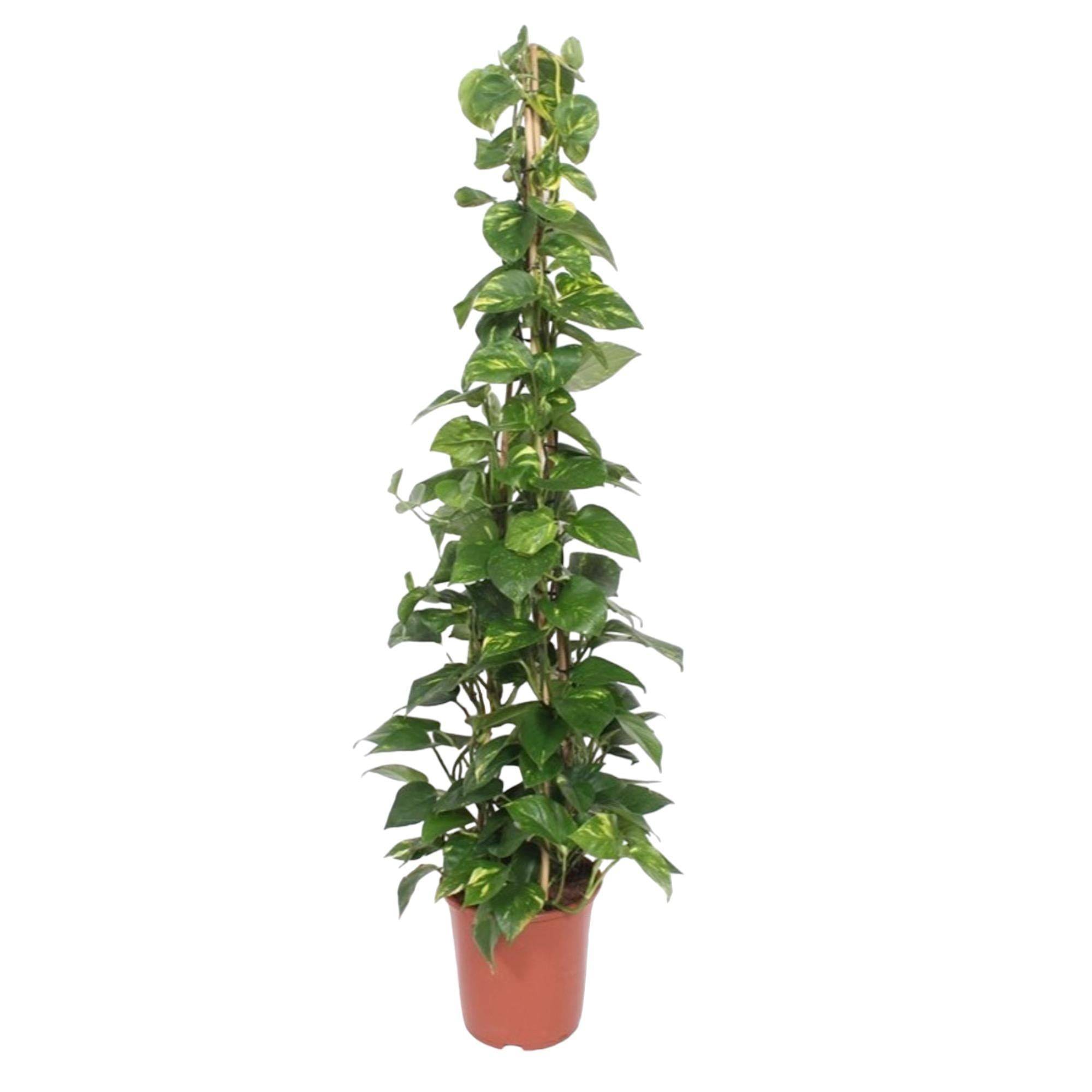 Epipremnum Aureum pothos 160cm - Plante d'intérieur- La Green Touch - Image 1
