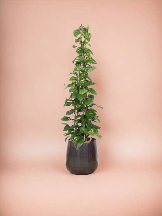 Epipremnum Aureum pothos 160cm - Plante d'intérieur- La Green Touch - Image 3