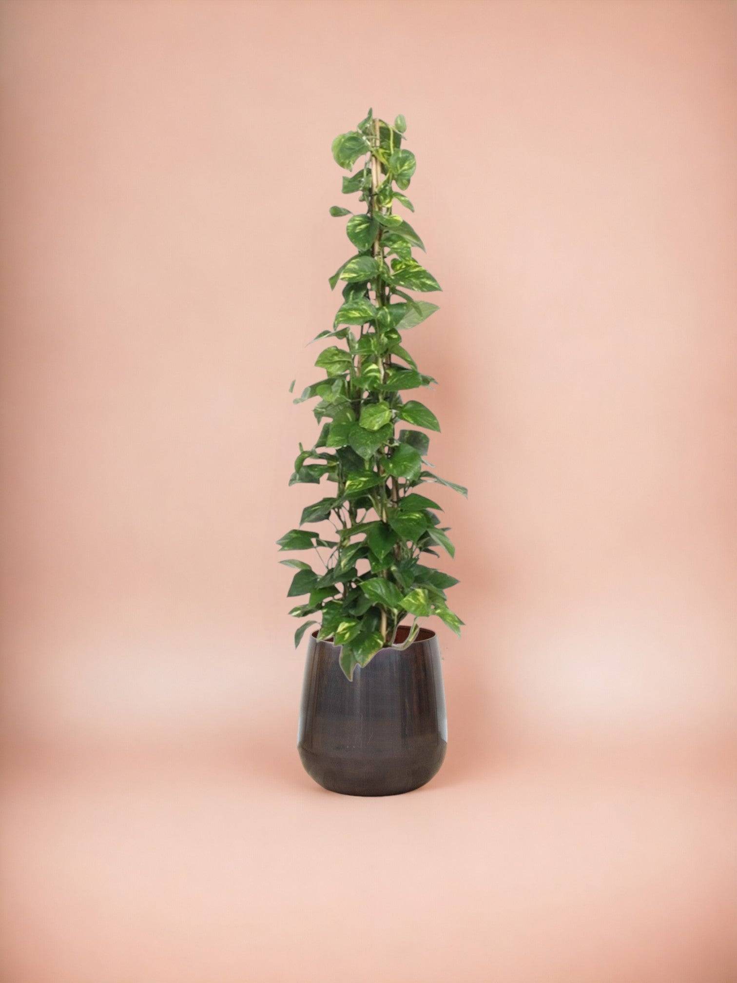 Epipremnum Aureum pothos 160cm - Plante d'intérieur- La Green Touch - Image 3
