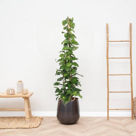 Epipremnum Aureum pothos 160cm - Plante d'intérieur- La Green Touch - Image 2