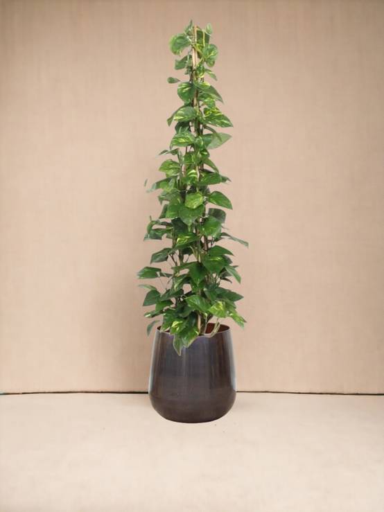 Epipremnum Aureum pothos 160cm - Plante d'intérieur- La Green Touch - Image 4