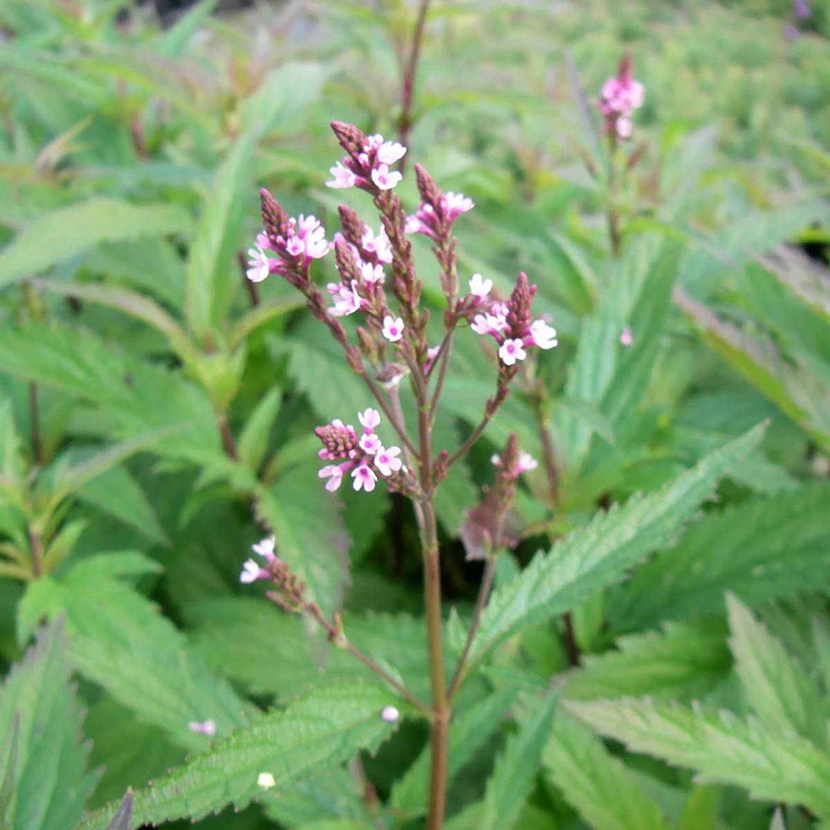 Promesse de Fleurs - Verbena hastata Pink Spires - Verveine hastée Godet de 8/9 cm