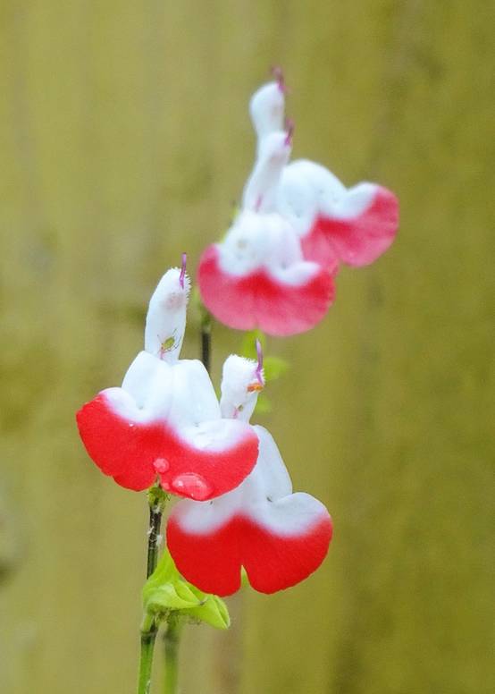 Sauge arbustive - Salvia microphylla Hot Lips Godet de 7/8 cm - Image 2