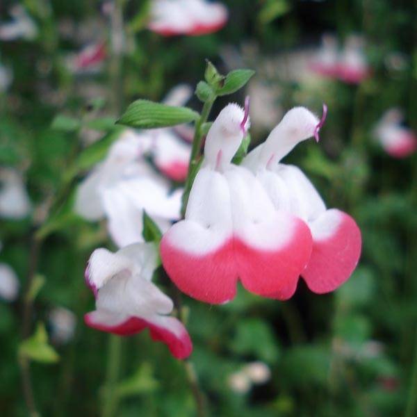Sauge arbustive - Salvia microphylla Hot Lips Godet de 7/8 cm - Image 1