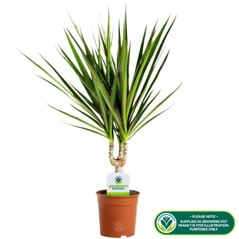 Gardenersdream - Dracaena Marginata Plante D'Intérieur Arbuste Dragonnier De Madagascar Pour Bureau À Domicile En Pot De 13 Cm - GardenersDream - Imagen 2