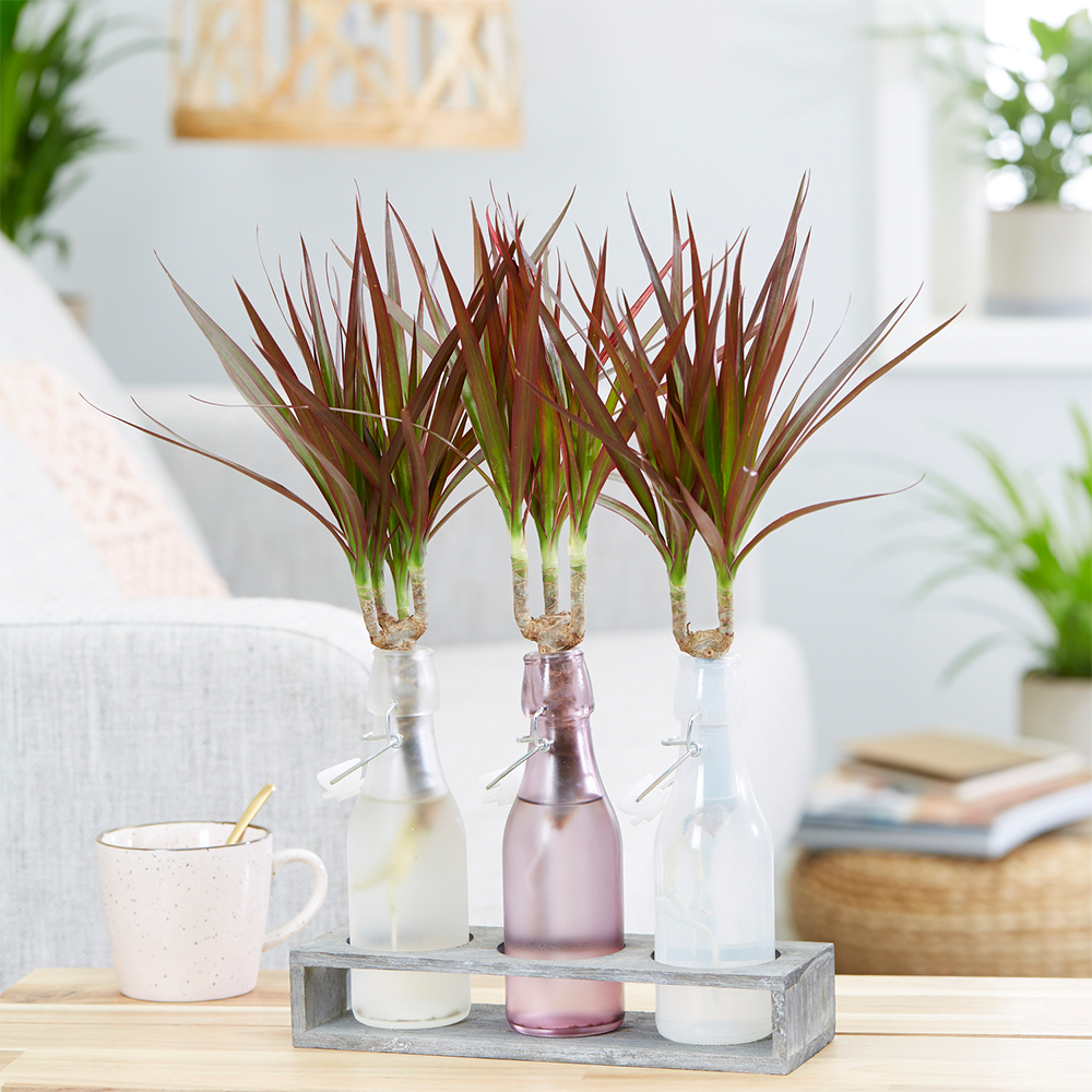 Gardenersdream - Dracaena Marginata Plante D'Intérieur Arbuste Dragonnier De Madagascar Pour Bureau À Domicile En Pot De 13 Cm - GardenersDream - Imagen 1