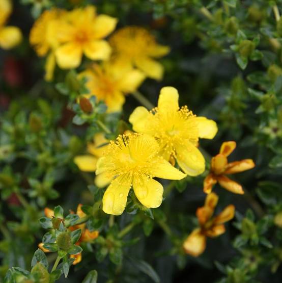 Millepertuis de kalmian - Hypericum kalmianum Gemo Pot de 3L/4L - Image 1