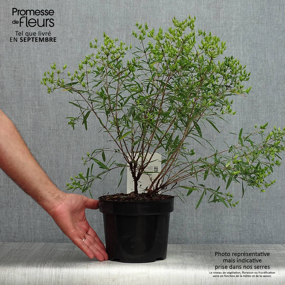 Millepertuis de kalmian - Hypericum kalmianum Gemo Pot de 3L/4L - Image 2