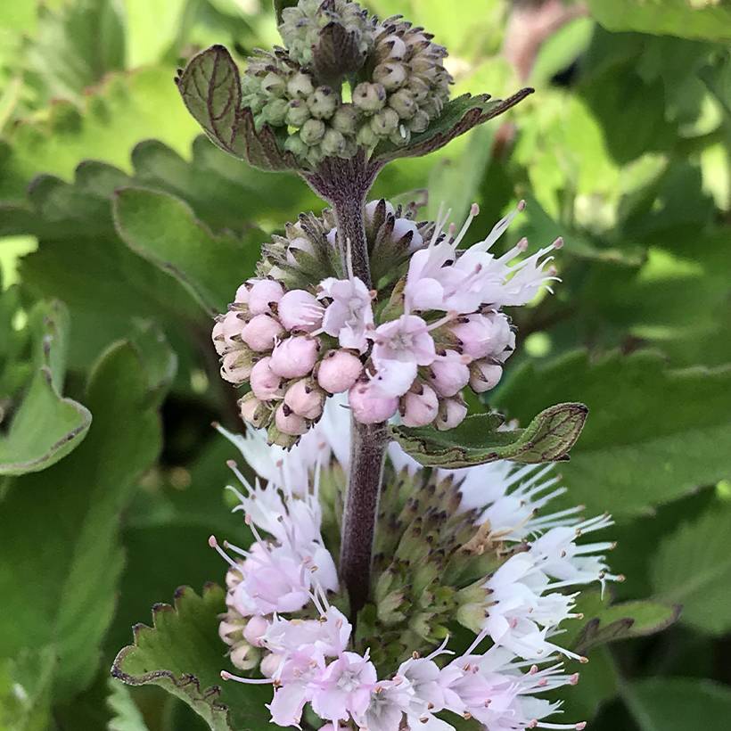 Promesse de Fleurs - Caryopteris clandonnensis Pavilion Pink - Spirée bleue Godet de 8/9 cm