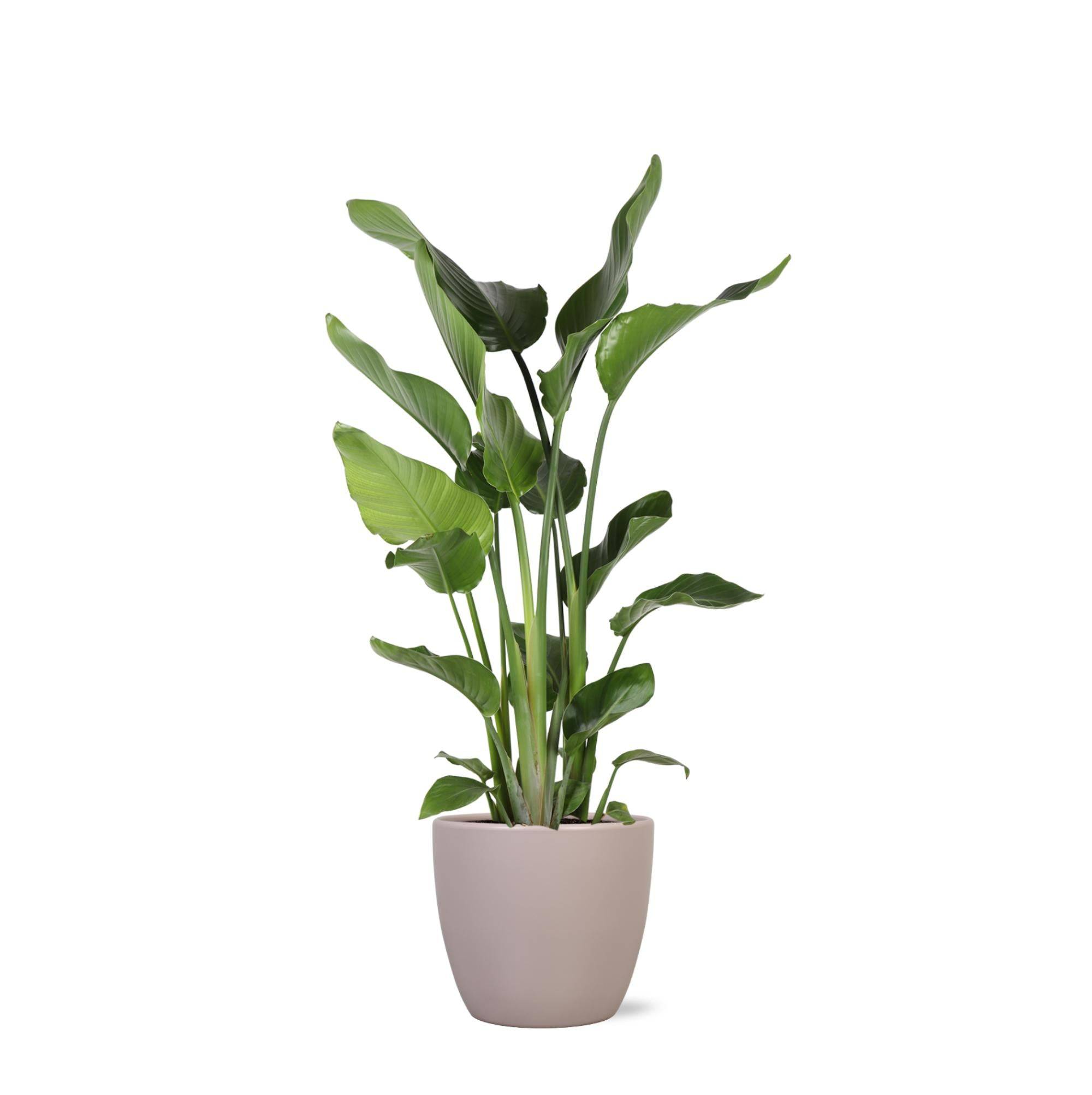 Strelitzia Nicolai et son pot- La Green Touch Taupe - Hauteur 120cm