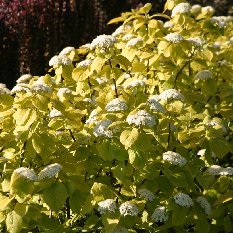 Viorne lantane - Viburnum lantana Aureum Pot de 4L/5L