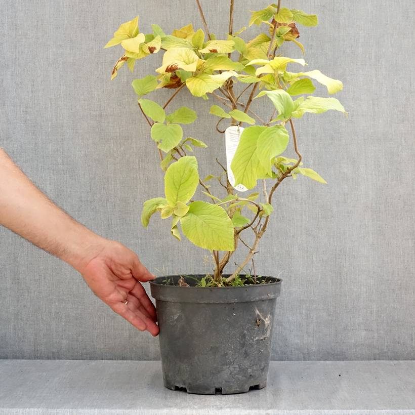 Viorne lantane - Viburnum lantana Aureum Pot de 4L/5L - Image 2