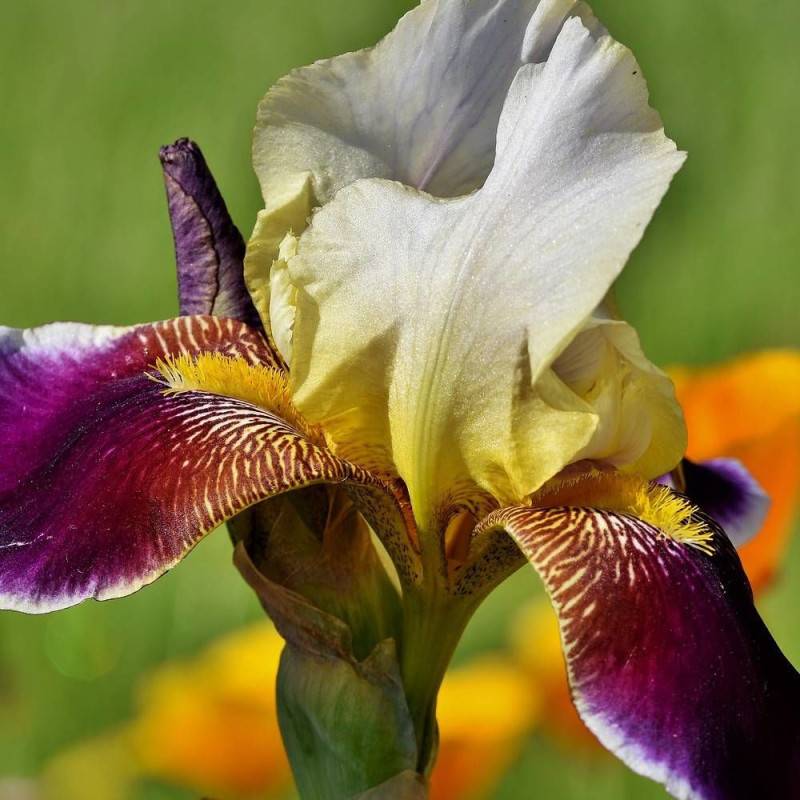 Iris des jardins Accent Variegata à fleurs Jaune/Orange - feuillage Caduc - Godet - 5/20 cm - Imagen 1