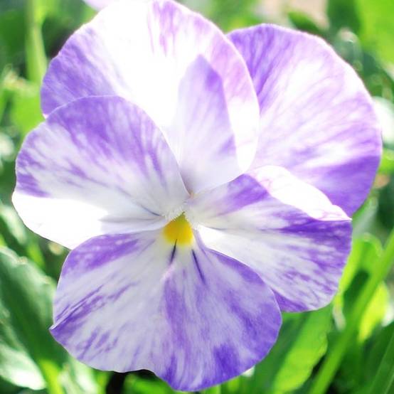 Promesse de Fleurs - Viola Cornuta Columbine - Pensée à Cornes Godet de 8/9 cm