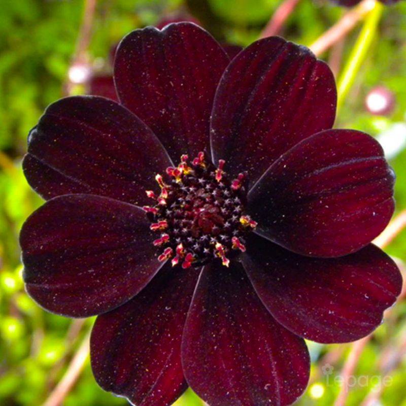 3 Cosmos Chocolat (Cosmos 'Atrosanguineus') - Lot de 3 vivaces - Pépinières Naudet