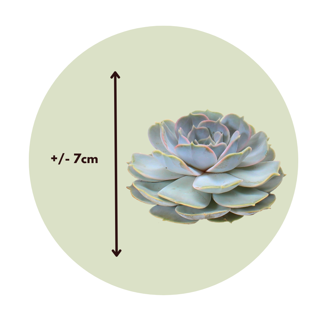 Bricolage décorative - Set de 5 - Echeveria lilacina - Hauteur 7cm - Image 4