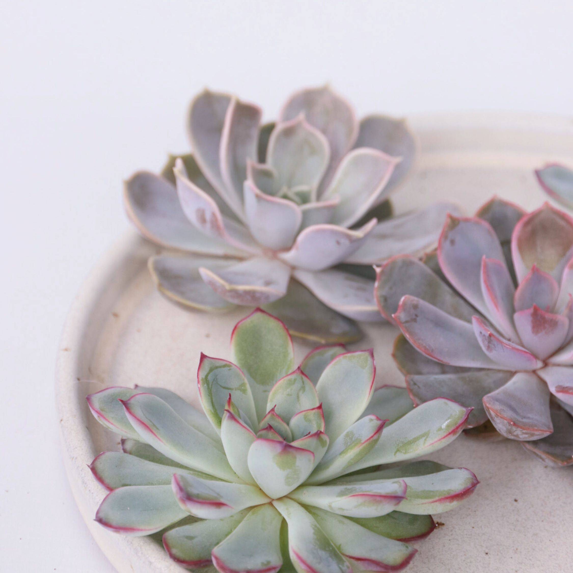 Bricolage décorative - Set de 5 - Echeveria lilacina - Hauteur 7cm - Image 3